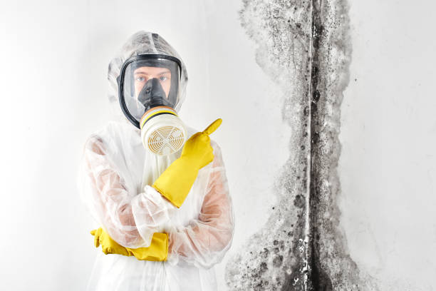 Best Mold Removal for HVAC Installations  in Bort, GA